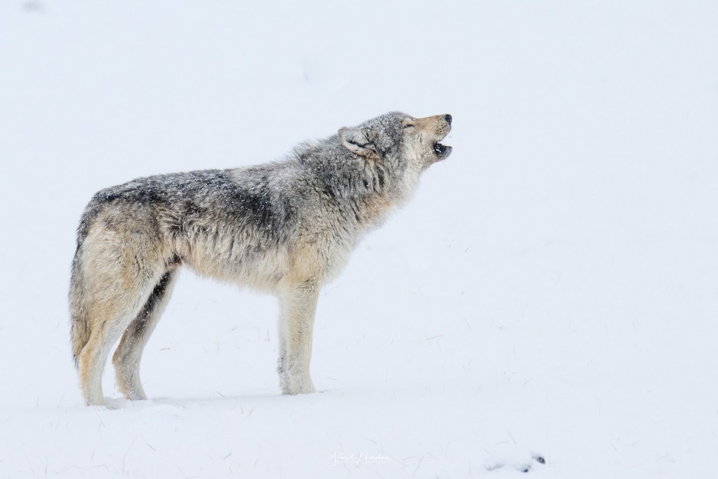 guide accompagnateur montagne randonnée alpes retour du loup