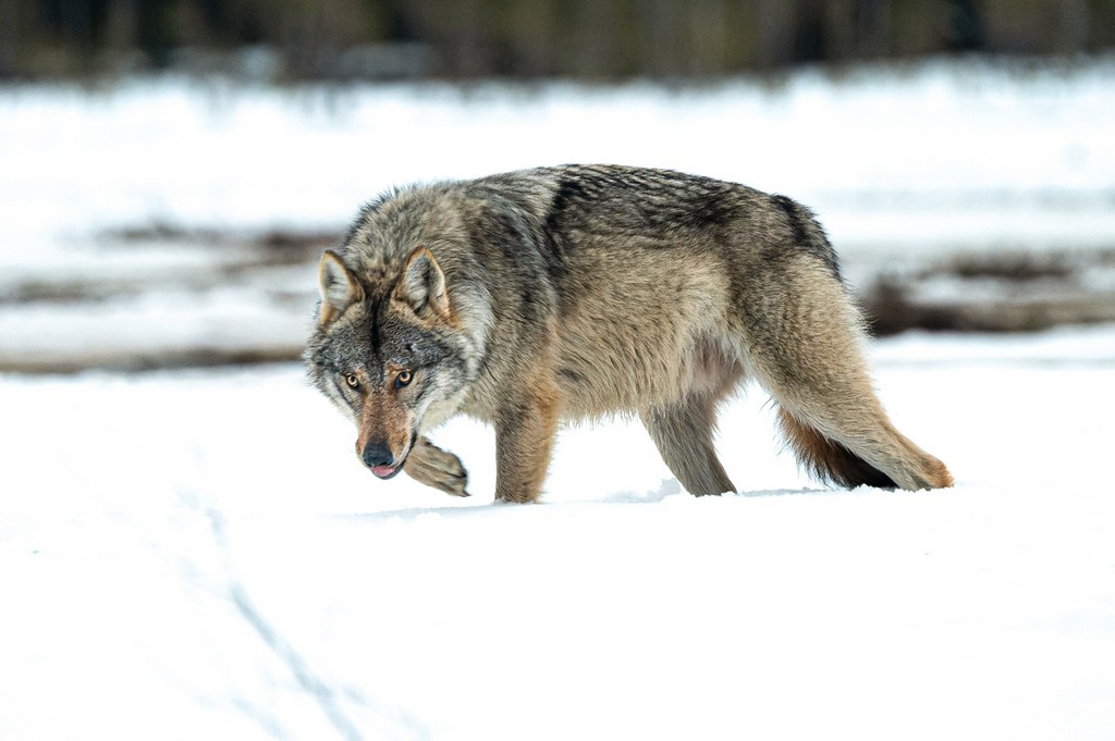 le retour du loup