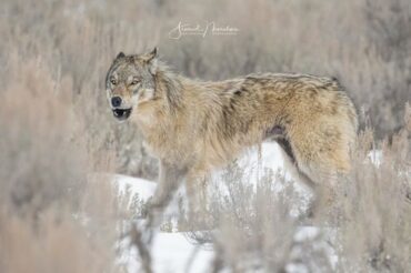 le retour du loup