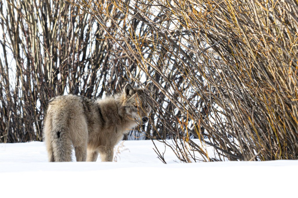 le retour du loup