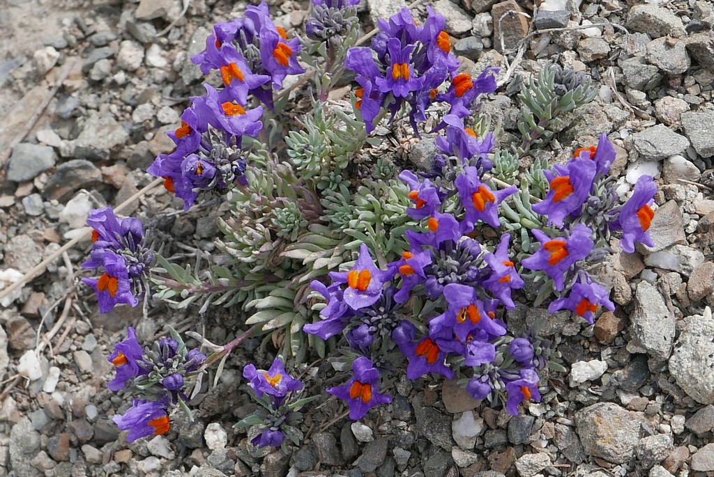 flore de l'extrême