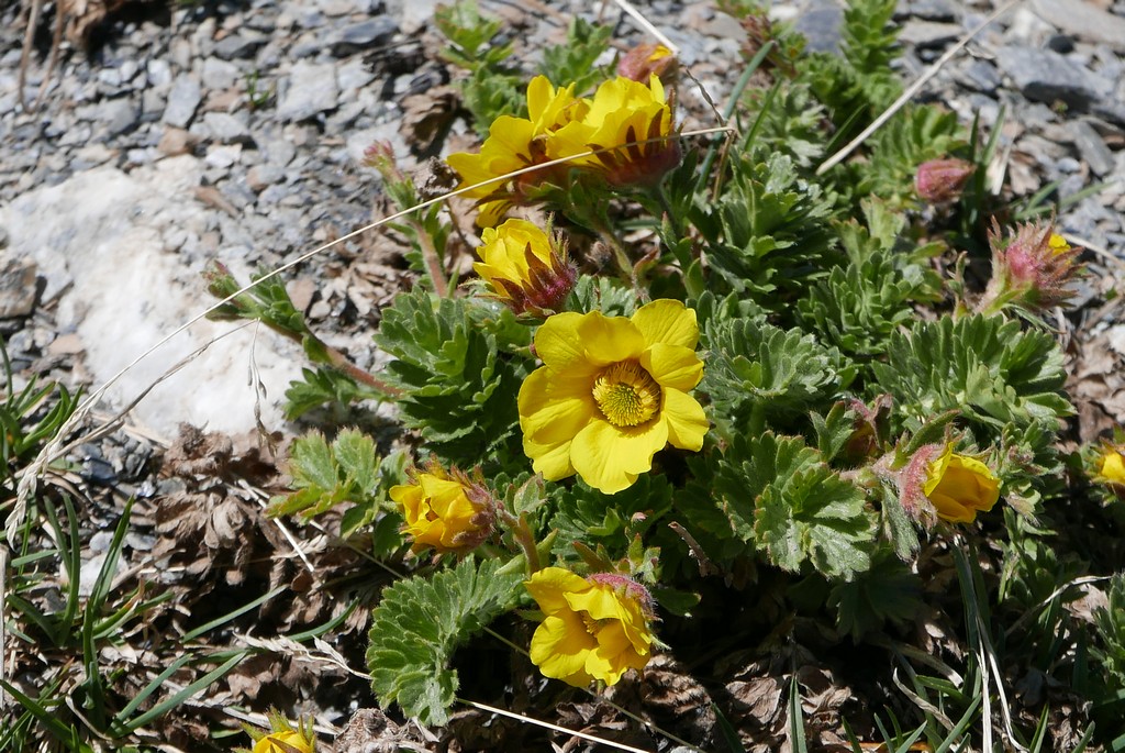 flore de l'extrême