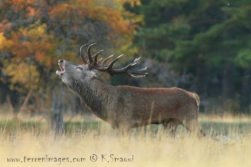 guide accompagnateur randonnée montagne alpes cantal brame du cerf