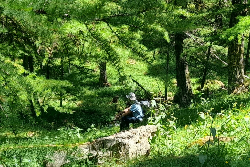 marche douce dans le mélézin