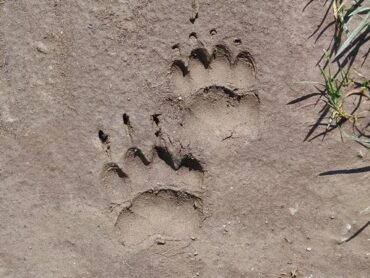 Traces de blaireau dans la boue.