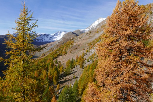 marche douce dans le mélézin