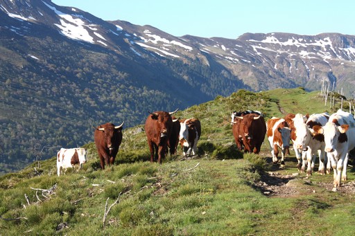 accompagnateur montagne cantal guide randonnée