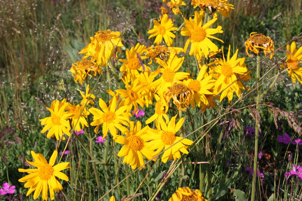 arnica des montagnes guide accompagnateur montagne cantal