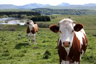 accompagnateur montagne cantal guide randonnée