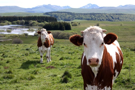 accompagnateur montagne cantal guide randonnée