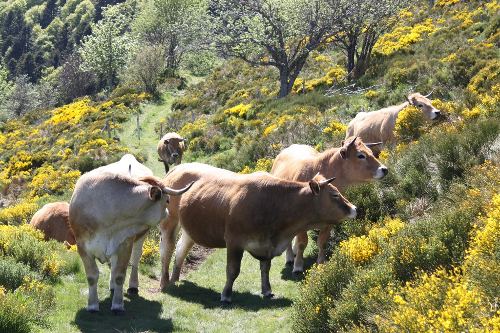 guide accompagnateur montagne cantal