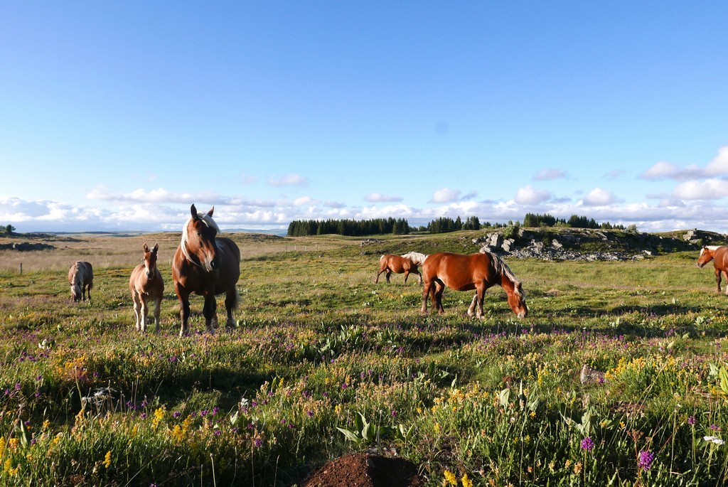 plateau limon le retour du loup