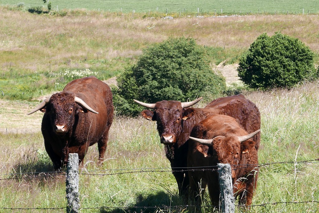 salers cézallier guide accompagnateur montagne cantal
