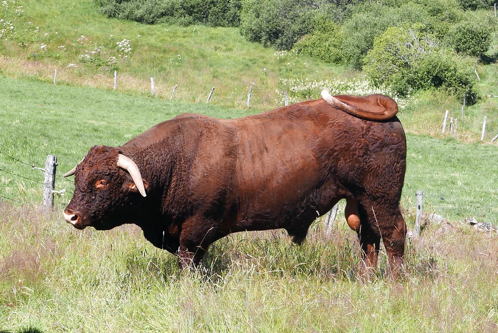 accompagnateur montagne guide cantal