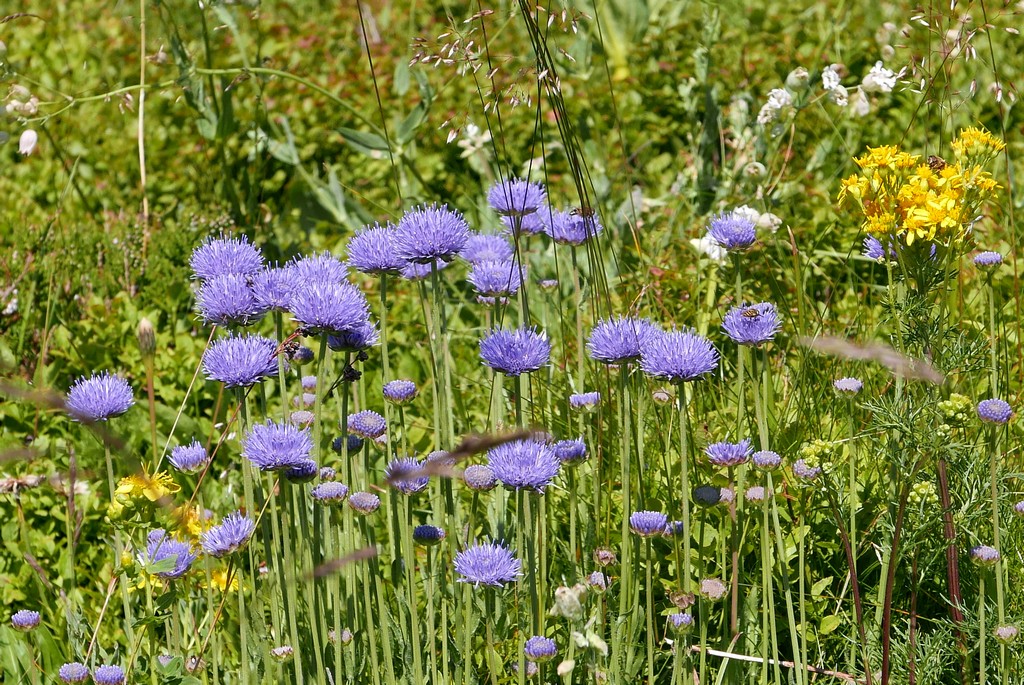 diagnostic prairie guide accompagnateur montagne cantal