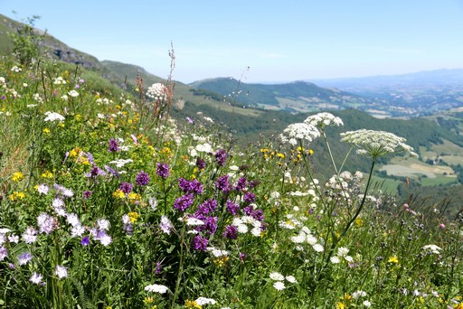 accompagnateur montagne cantal guide randonnée