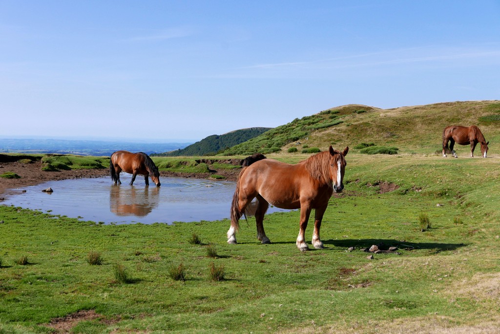 plateau de joubert accompagnateur montagne guide cantal