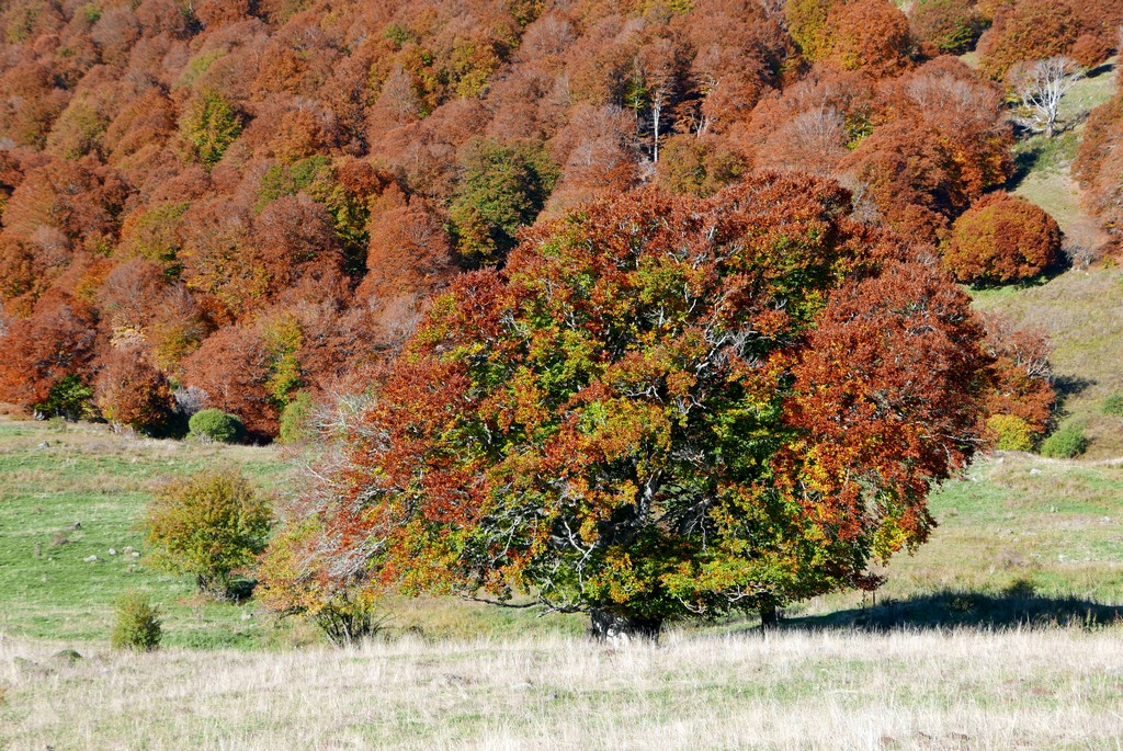 hêtraie aux sources du goul accompagnateur montagne guide cantal