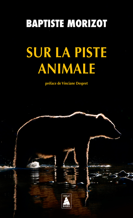 sur la piste animale poche accompagnateur montagne cantal guide